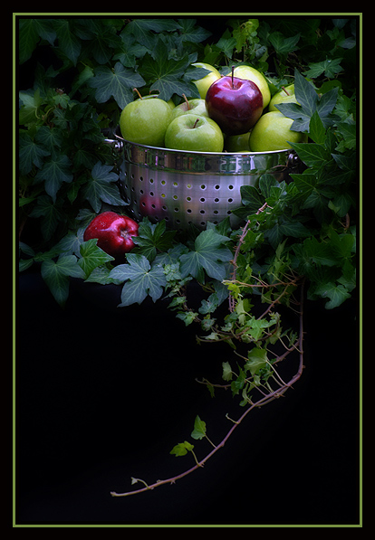photo "THE FRUITS OF MY LABOUR" tags: still life, nature, flowers