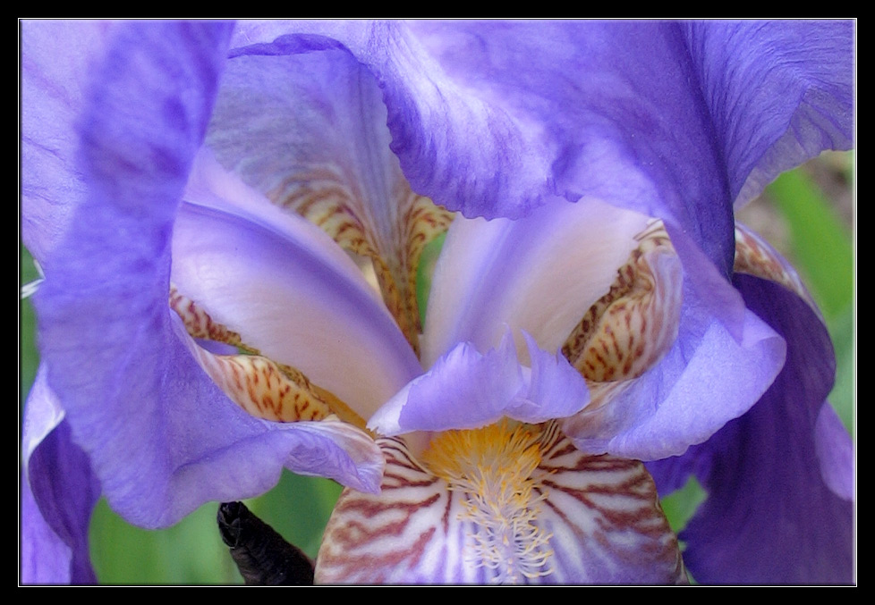 photo "**/\**" tags: nature, macro and close-up, flowers