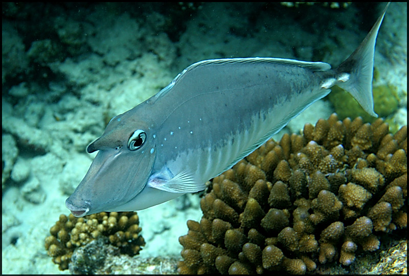 photo "***" tags: underwater, nature, wild animals