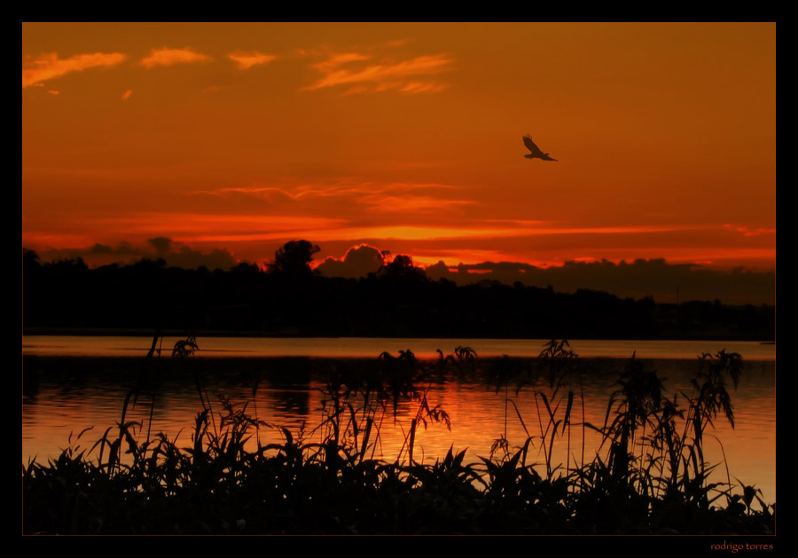 photo "flying home II" tags: nature, landscape, 