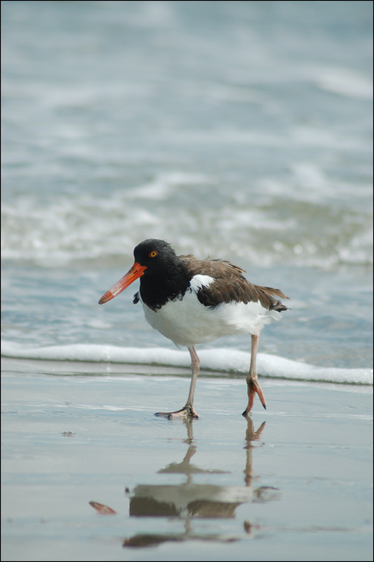 photo "American Oystercatcher" tags: nature, wild animals