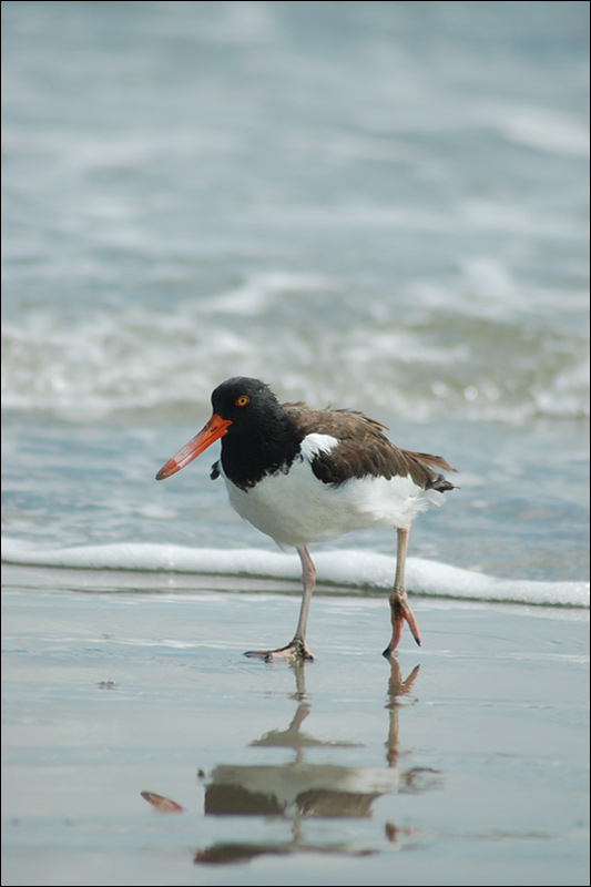 фото "American Oystercatcher" метки: природа, дикие животные