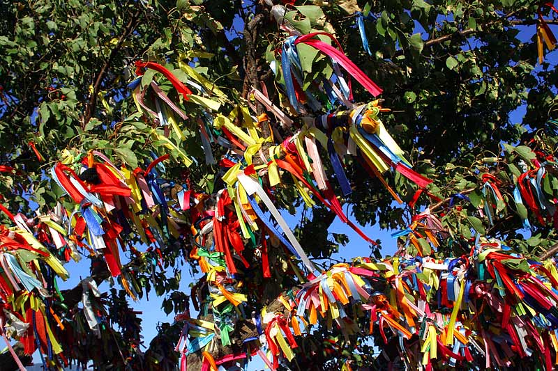 photo "tree of fortune" tags: nature, abstract, flowers