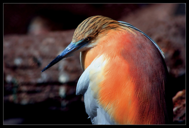 photo "Peach with a beak" tags: nature, wild animals