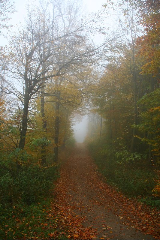 фото "Foggy Weather" метки: пейзаж, лес, осень