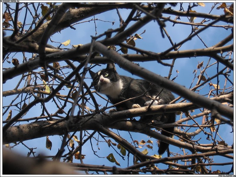 photo "Catching Birds" tags: nature, pets/farm animals