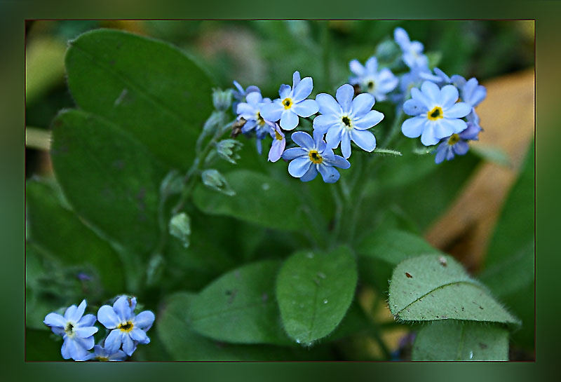 photo "Forget-me-nots" tags: nature, flowers