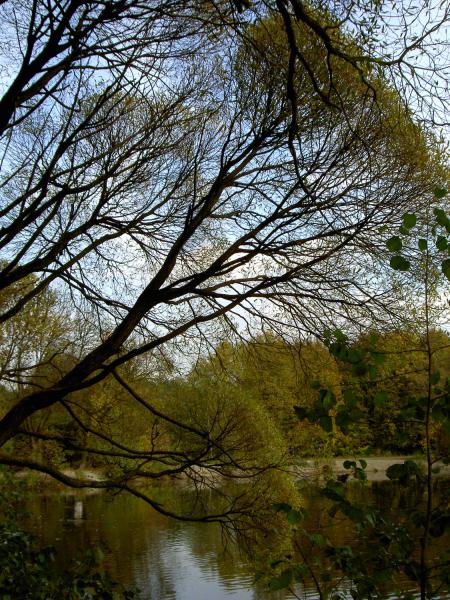 photo "Weeping willow" tags: landscape, nature, autumn, flowers