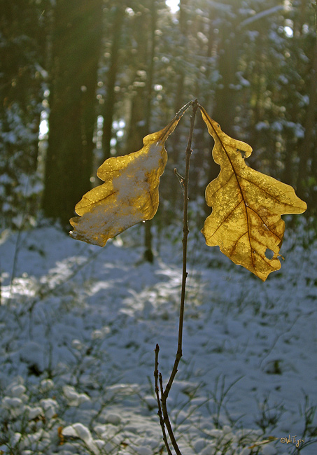 фото "После первого снега" метки: пейзаж, лес, осень