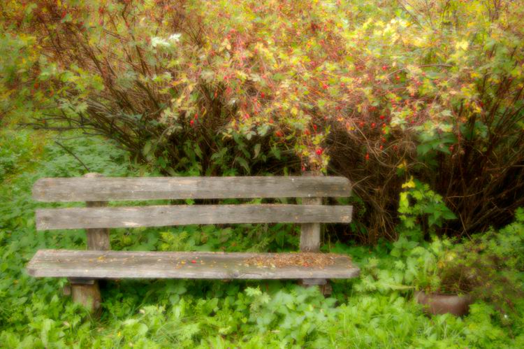 photo "Autumn bench" tags: genre, nature, 