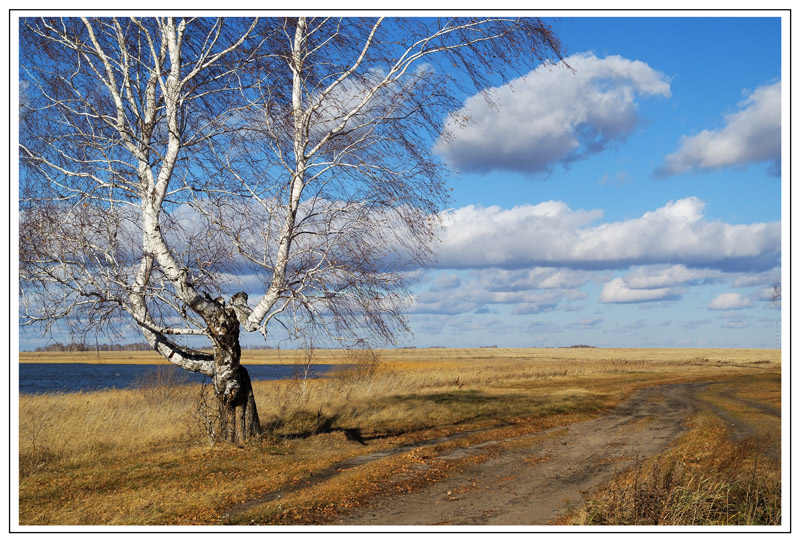 photo "Autumn landscape with birch" tags: landscape, autumn