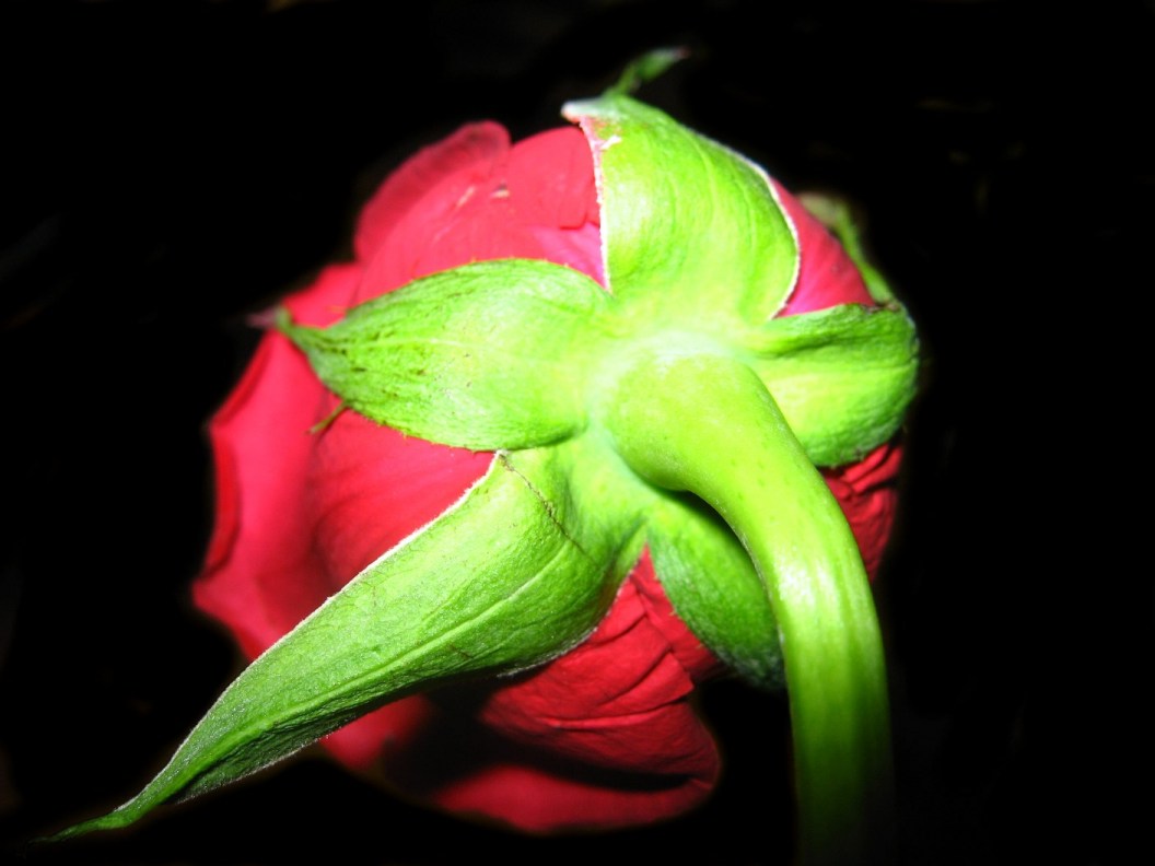 photo "***" tags: macro and close-up, 