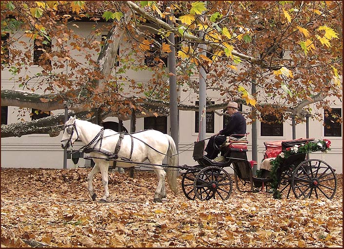 photo "Carpet of leaves" tags: landscape, nature, autumn, pets/farm animals