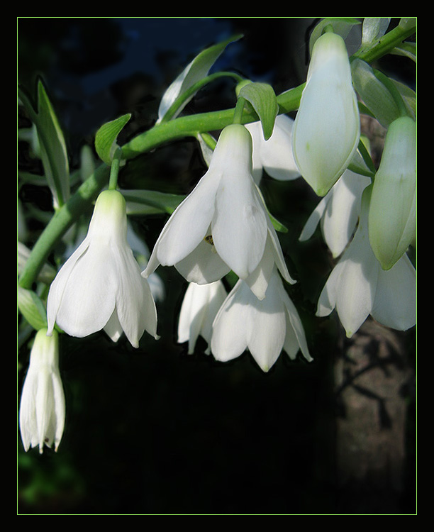 photo "The shime of bells" tags: nature, flowers