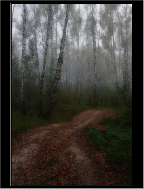 фото "Осенняя туманная" метки: пейзаж, лес, осень