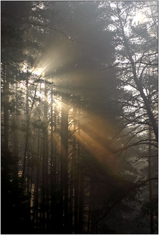 photo "Beams of early morning" tags: landscape, forest, sunset