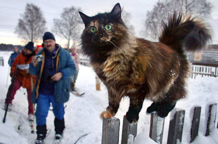 фото "Охотничий кот" метки: путешествия, 