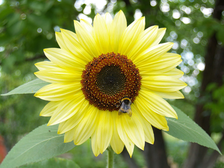 photo "Bumblebee and Sun" tags: nature, flowers, insect