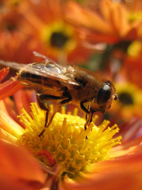 photo "At work" tags: nature, insect