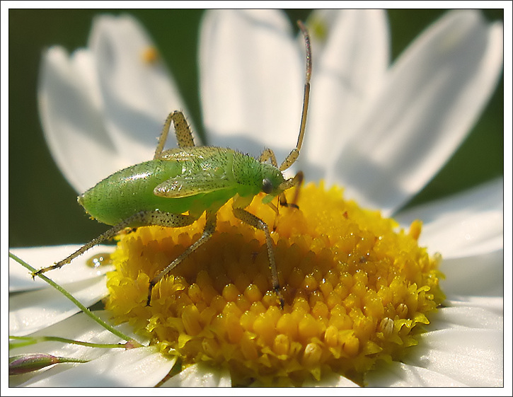 photo "~Tiny Bedbug~" tags: macro and close-up, nature, insect