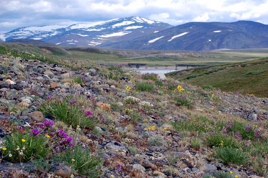 photo "***" tags: landscape, nature, flowers, mountains