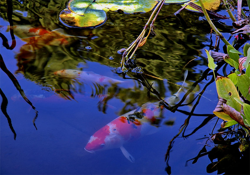 photo "Unsteady side" tags: nature, landscape, water