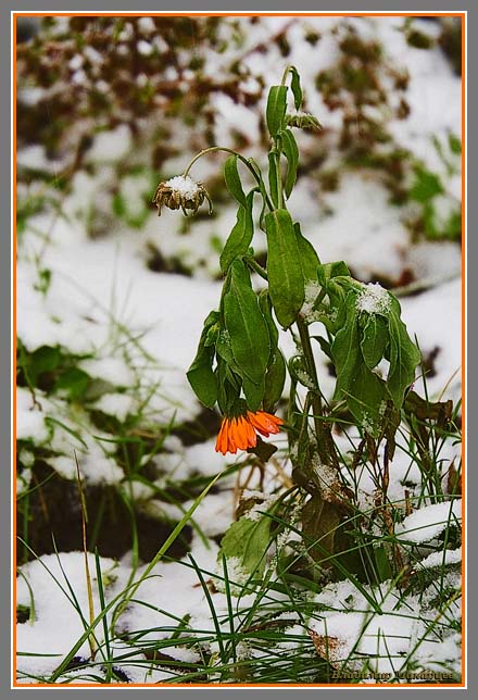 photo "***" tags: nature, flowers