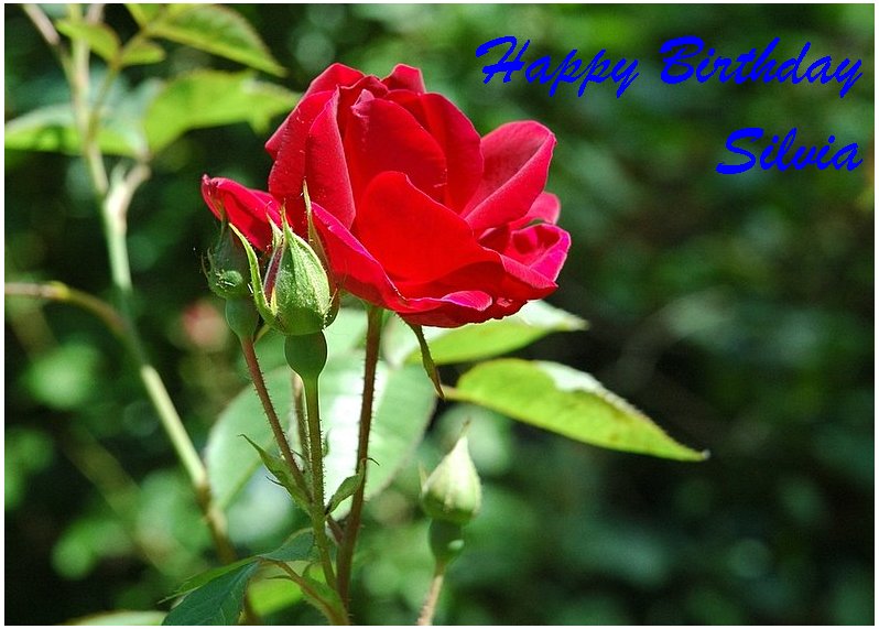 photo "Happy Birthday Silvia" tags: , 