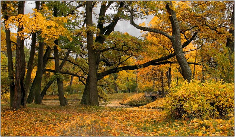 фото "Осенние сказки в (г.) Пушкине" метки: пейзаж, лес, осень