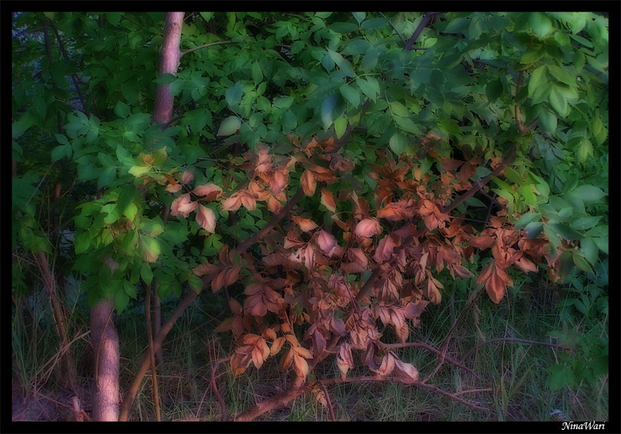 фото "из лета в осень" метки: пейзаж, природа, лес