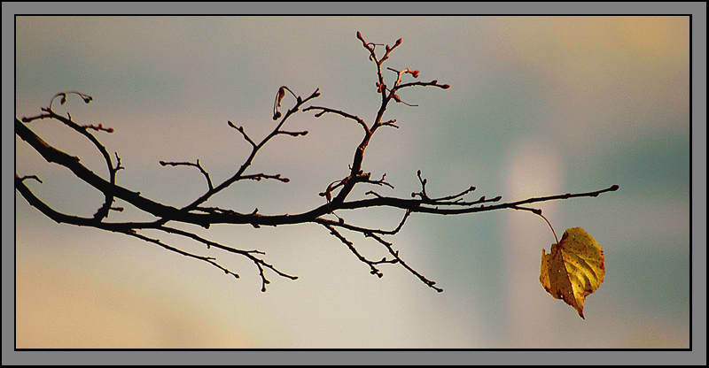 фото "Пока еще держусь..." метки: природа, цветы