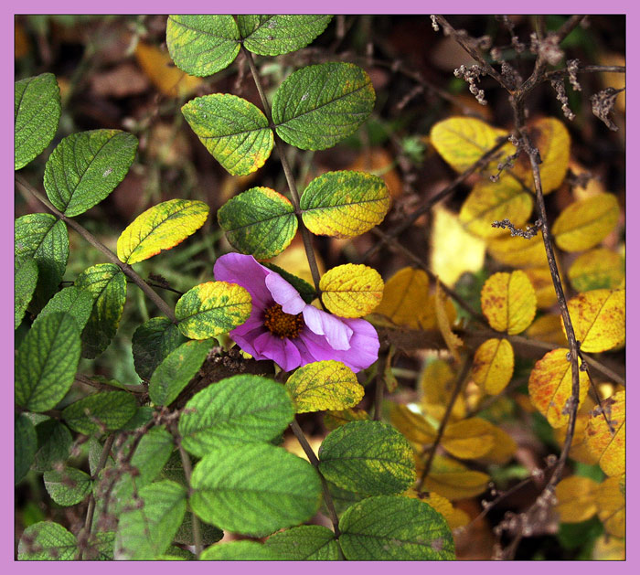 photo "***" tags: nature, flowers