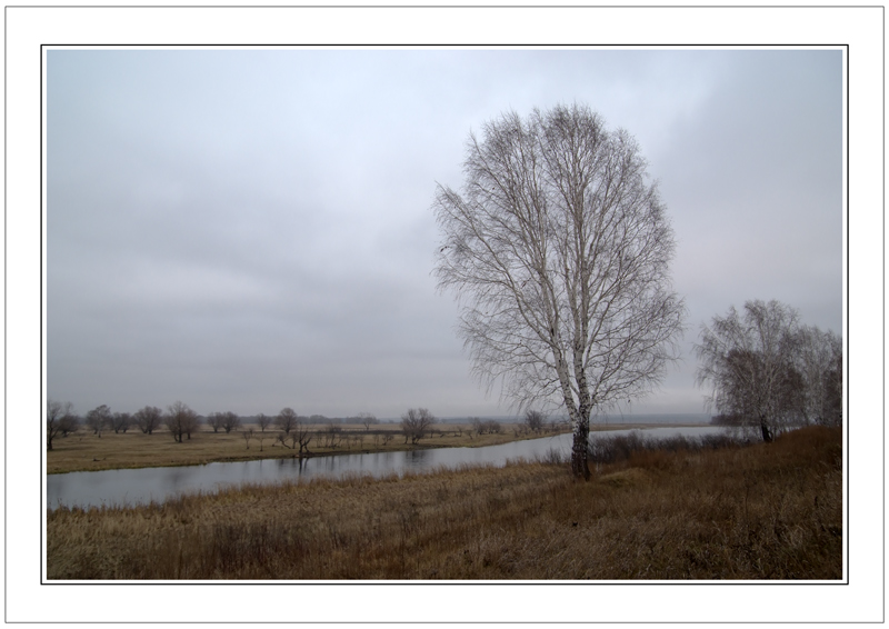 photo "Transparent birch" tags: landscape, autumn