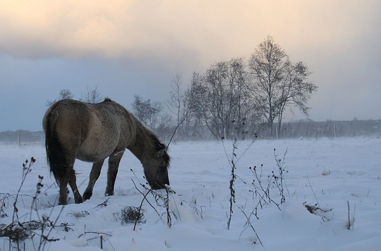 photo "Snow is coming" tags: nature, wild animals