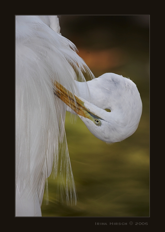photo "Egretta" tags: nature, wild animals