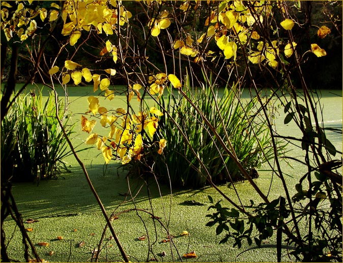 фото "with my soul full of joy.. =)" метки: пейзаж, вода, лес