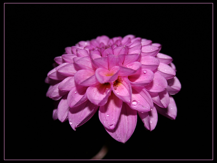 photo "***" tags: macro and close-up, nature, flowers