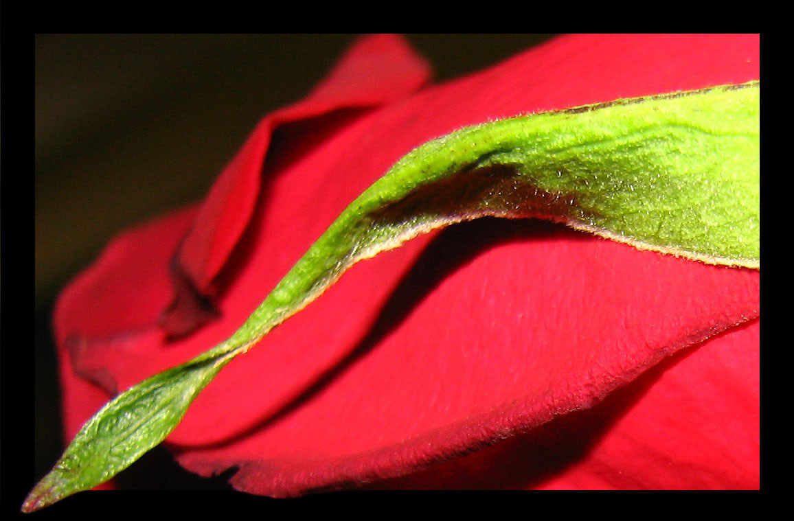 photo "***" tags: macro and close-up, 