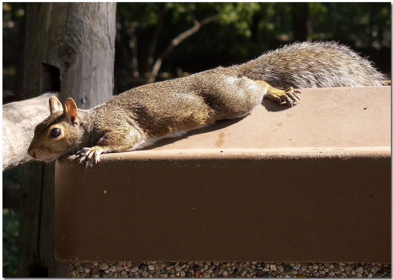 photo "Сity-dweller" tags: nature, genre, wild animals