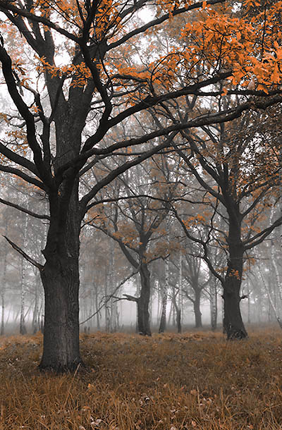 photo "***" tags: landscape, autumn, forest