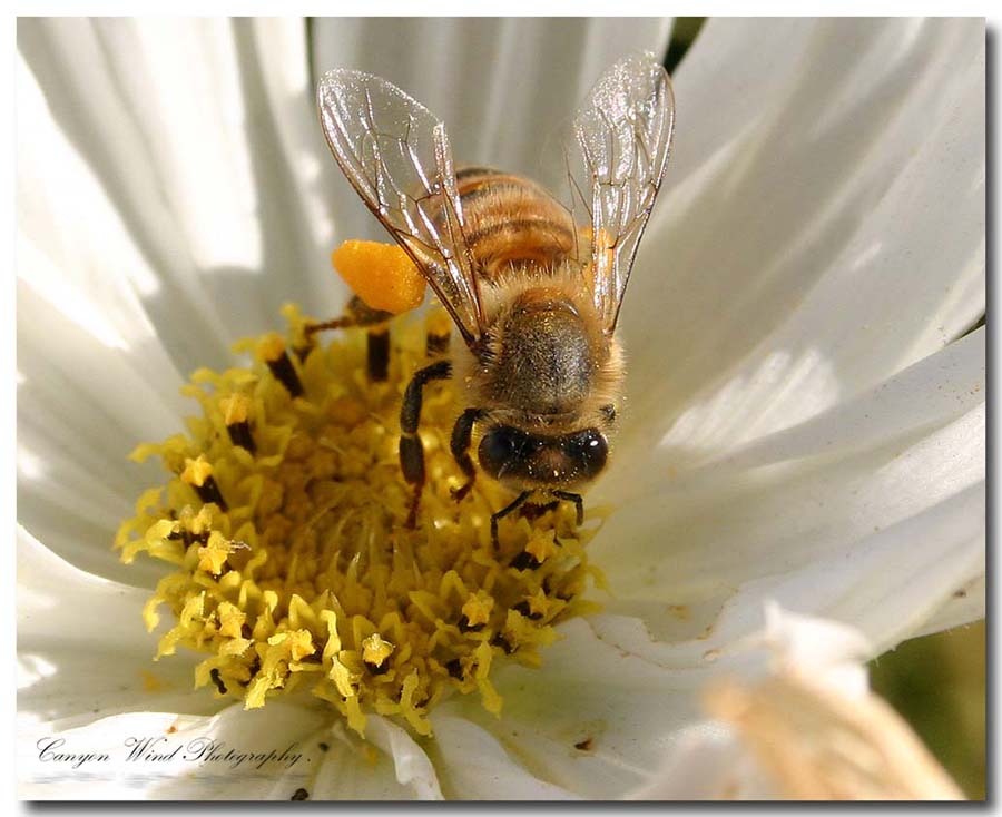 photo "Thinking of Spring !" tags: nature, macro and close-up, insect