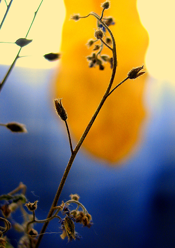 фото "last flowers of summer" метки: природа, цветы