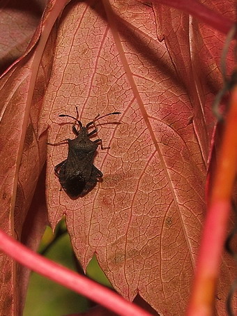 photo "***" tags: nature, insect