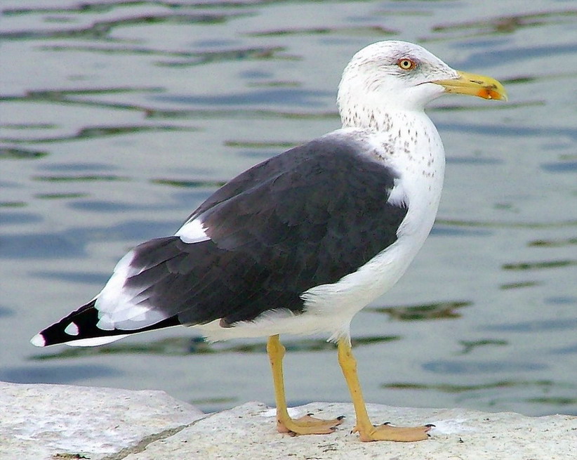 фото "Seagull" метки: природа, домашние животные