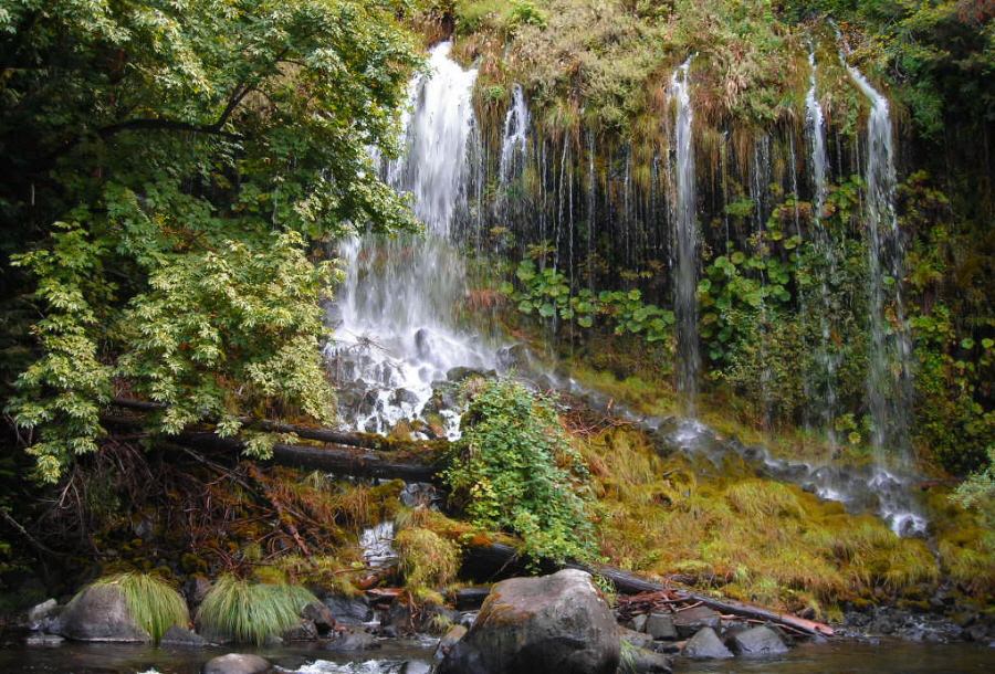 photo "***" tags: landscape, forest