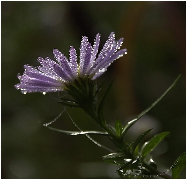 photo "Silent morning" tags: nature, macro and close-up, flowers