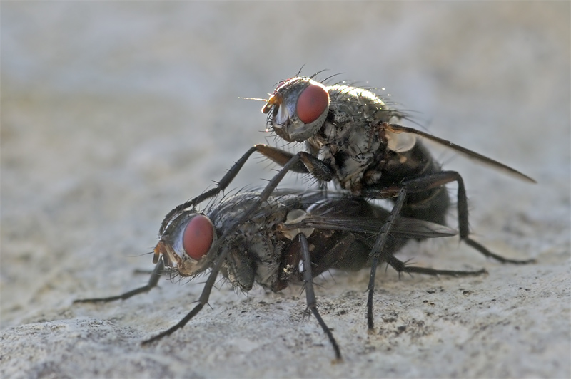 photo "***" tags: nature, macro and close-up, insect