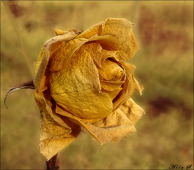 photo "***" tags: nature, flowers