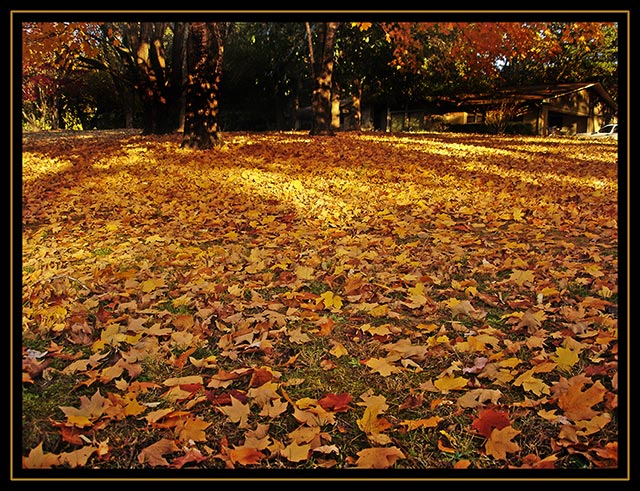 photo "Fall" tags: landscape, autumn