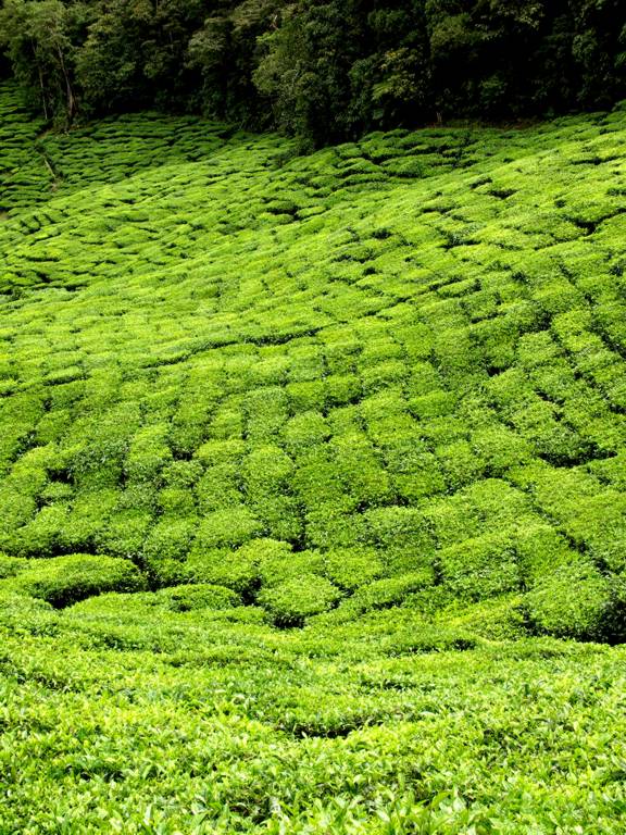 photo "Tea field" tags: landscape, 